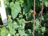 ripe_cherry_tomatoes_03