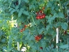 ripe_cherry_tomatoes_04