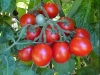 ripe_cherry_tomatoes_05