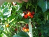 ripe_cherry_tomatoes_06