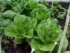 romainelettuce05-06-2013