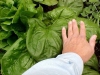spinachleaves05-06-2013