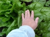 spinachleaveshand05-06-2013