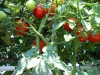 07-30-2016-Tomato-Plants-St-Pauls-S-05