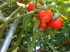 07-30-2016-Tomato-Plants-St-Pauls-S-06