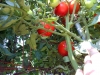 07-30-2016-Tomato-Plants-St-Pauls-S-07