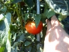 07-30-2016-Tomato-Plants-St-Pauls-S-08