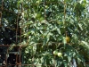 07-30-2016-Tomato-Plants-St-Pauls-S-09