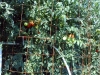 07-30-2016-Tomato-Plants-St-Pauls-S-11