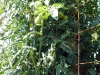 07-30-2016-Tomato-Plants-St-Pauls-S-12