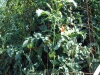 07-30-2016-Tomato-Plants-St-Pauls-S-13