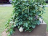 08-04-2016 Cantaloupe Plant 01