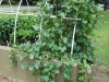 08-04-2016 Cantaloupe Plant 02