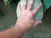 08-04-2016 Cantaloupe Plant 05