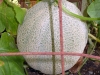 08-04-2016-Cantaloupe-Plant-08