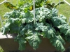 06-11-2017 Giant Kale 01