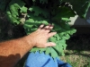 06-11-2017 Giant Kale 02