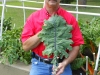 06-11-2017 Giant Kale 03
