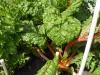 06-11-2017 Giant Swiss Chard 01