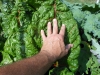 06-11-2017 Giant Swiss Chard 02