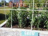 May 07 2017 Church Tomato Plants 02