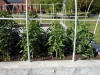 May 07 2017 Church Tomato Plants 03