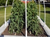 May 07 2017 Church Tomato Plants 04