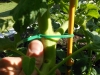 May 07 2017 Church Tomato Plants 06