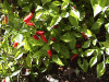 hot-peppers04