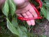 peppers-hot-wo-ws-08