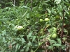 groupoftomatoes