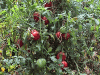 tomatoplants