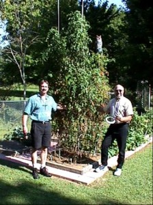 Grow BIG tomatoe plants
