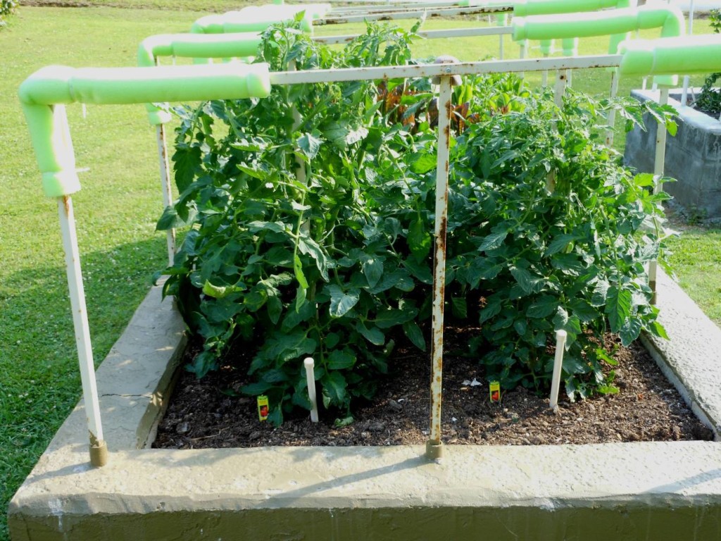 Better Boy Tomato Plants Waterstick Grow System 2786