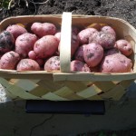 06-27-14_Picking_Potatoes_08